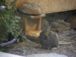Bunny at Bird Feeder