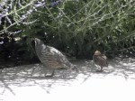 Daddy Quail and Son