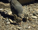 Mama Quail and 2 of Her Babies