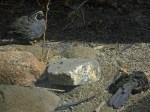 Male Watches Female Quail Digging In