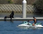 Sea Lion with Jetskier