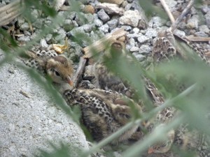 Baby Quail with Open Eyes