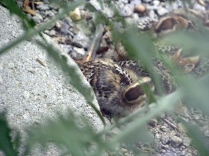 Quail Babies