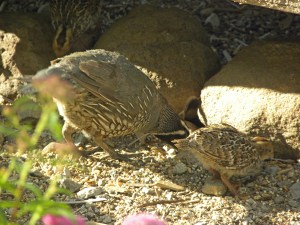 Baby Quail Copies Adult