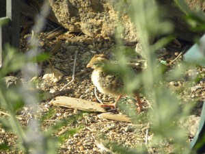 Hello Baby Quail!