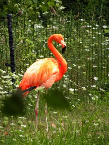 Flamingo
